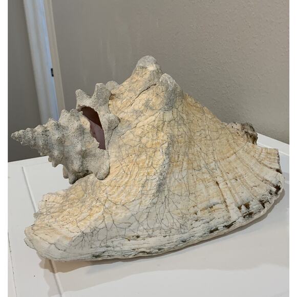 Vtg XLG Natural Conch Sea Shell Seashell Ocean Coastal 10” X 7 3/4” X 5 1/2” - Picture 3 of 7